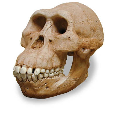 Череп <em>Australopithecus afarensis</em>