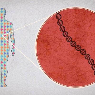 Расшифрован геном человека
 	
