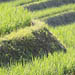 Выращивание риса 
